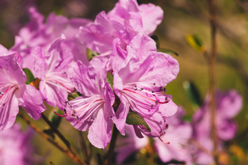 Beautiful pink Ledum blooming close up. Big flower of Rhododendron Ledebourii. Plant from family Azaleastrum. Blooming maralnik in macro.