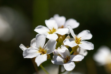 Naklejka na ściany i meble Schaumkresse Blüten, Makro