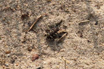 Sandlaufkäfer in der Fischbeker Heide