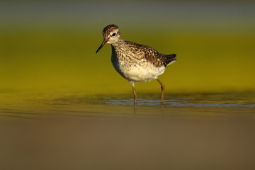 Tringa bird on water