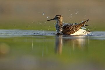 Tringa glareola (Wood Sandpiper)