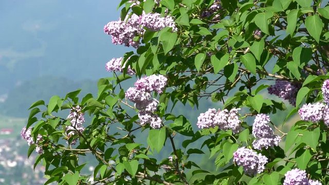 Fliederbl&uuml;ten bewegen sich sachte im Wind, Grillen zirpen, Bienen fliegen