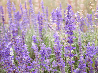 blue salvia (blue sage) flower. Beautiful violet flowers on the meadow with grass