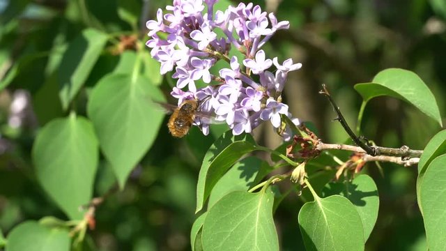 Grosser Wollschweber - Bombylius major - sucht nach Nektar an Fliederbl&uuml;ten