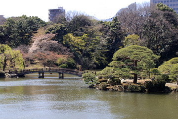 Park in Tokyo during blossom time