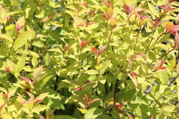 Ornamental shrubs Berberis thunbergii Aurea,