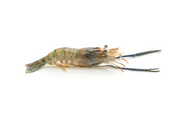 fresh shrimp on white