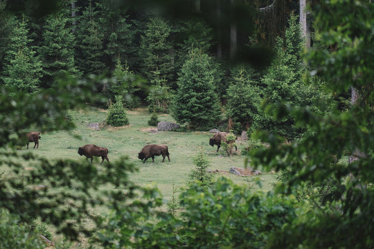 Buffalo at wildlife © Laszlo
