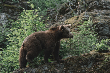 Brown bear in forest, Bayerischer wald national park, Germany