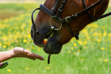 Chestnut horse is eating apple