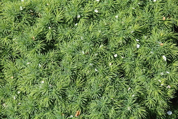 Decorative dwarf spruce , Picea glauca.