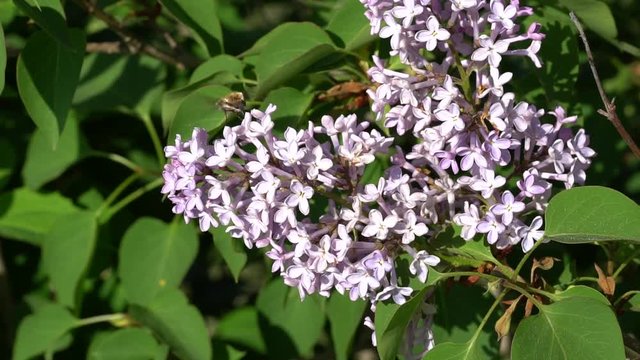 Grosser Wollschweber - Bombylius major - sucht nach Nektar an Fliederbl&uuml;ten