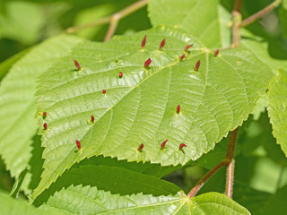 Schadbild der Lindengallmilbe, Eriophyes tiliae