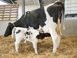 mother cow and drinking newborn black and white calf in straw inside barn of dutch farm in the netherlands