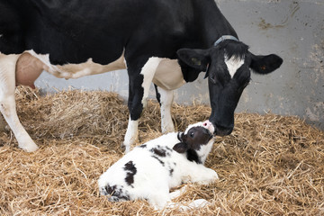 mother cow and newborn black and white calf in straw inside barn of dutch farm in the netherlands - obrazy, fototapety, plakaty