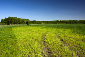 Young grain, forest and blue sky