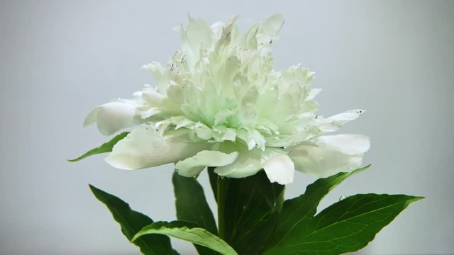 A beautiful white flower spins on a white background