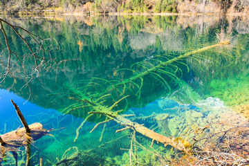Transparent turquoise water lake with trees submerged at Jiuzhaigou National Park, in Sichuan province, China, known as the Valley of Nine Fortified Villages
