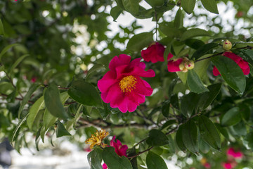 金沢　兼六園のサザンカ