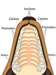 Anatomical structure of the upper jaw of the dog, the location and the name of the teeth © toricheks