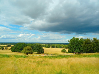 Fototapeta na wymiar vast fields in Windsor Great Park (England); group of people on a picnic