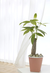 レースカーテン