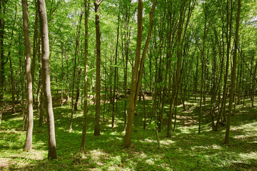 Naklejka premium Oak forest in the summer