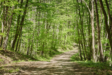 Dirt road in an oak forest