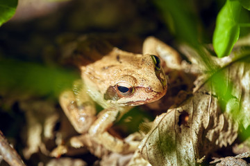 Closeup of a brown frog