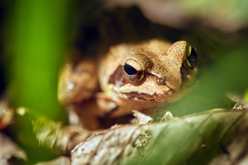 Closeup of a brown frog