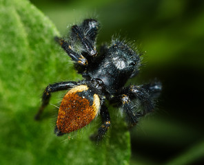 Red black jumping spider closeup