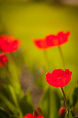 Fototapeta na wymiar красные тюльпаны 