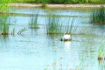 Swan and cygnets on lake