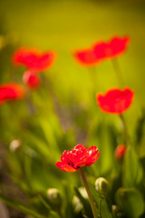 красные тюльпаны 