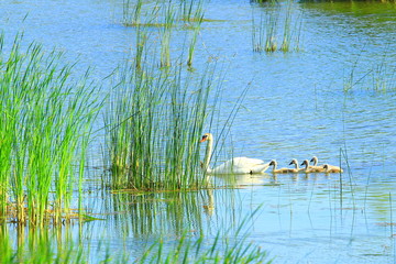 Swan and cygnets on lake