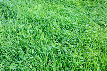 Green grass field background.