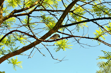 Spatz sitzt in einem Baum