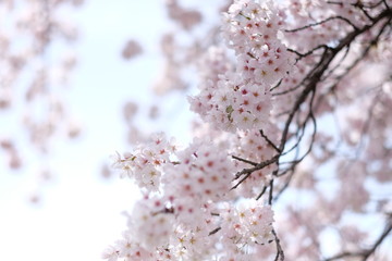 Beautiful white Cherry blossom (Sakura) in full blossom 