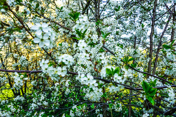 cherry blossoms in the garden