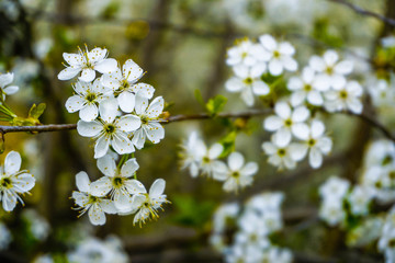 white cherry flowers on blurred background close-up