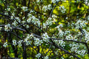 white cherry flowers on branches in spring