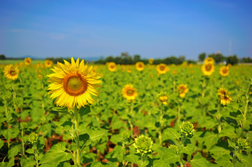 Sunflower field against blue sky