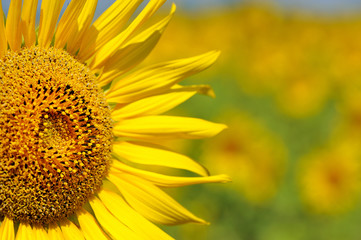 close-up of a beautiful sunflower in a field
