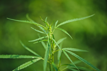  close up Marijuana green leaf