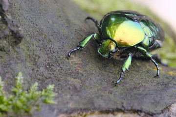 Großer Goldkäfer (Protaetia aeruginosa)