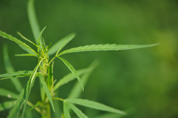 Fototapeta na wymiar close up Marijuana green leaf