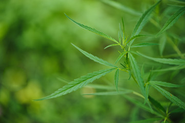  close up Marijuana green leaf