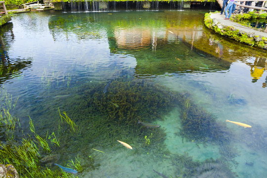 忍野八海の湧水池、山梨県南都留郡忍野村にて