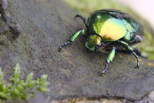 Gro&szlig;er Goldk&auml;fer (Protaetia aeruginosa)