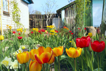 Yellow and red tulips on flower bed near house. Spring garden. Landscape design